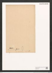 Nitzschia romana Grunow (de-Toni-Nr.: Genus 47, Species 2129) Zeichnungen Sammlung Grunow (NHMW-BOT-W0372276)